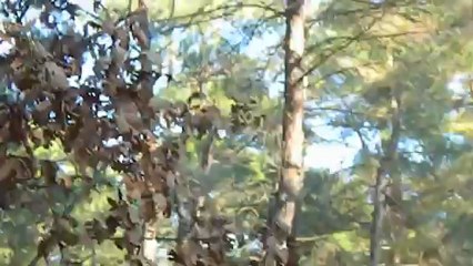 Hera Çulluk 1