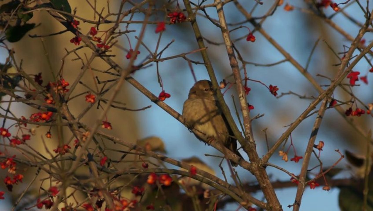 OISEAUX 2012