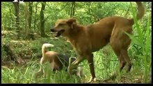 Stichting Dierenthuis