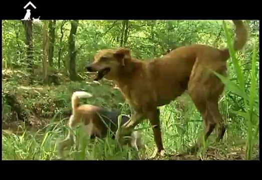 Stichting Dierenthuis