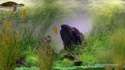 Screensaver aquarium La tortue et les hippocampes