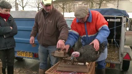 Pour Noël: choisir sa dinde vivante