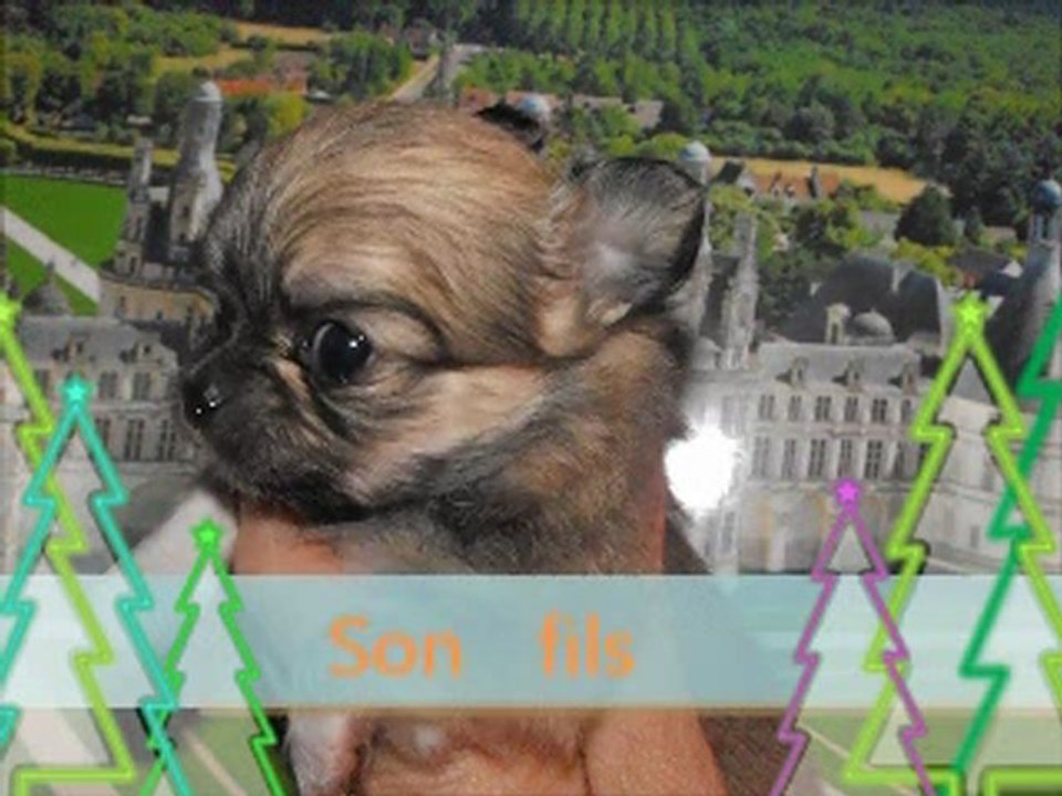 Chiots Darling