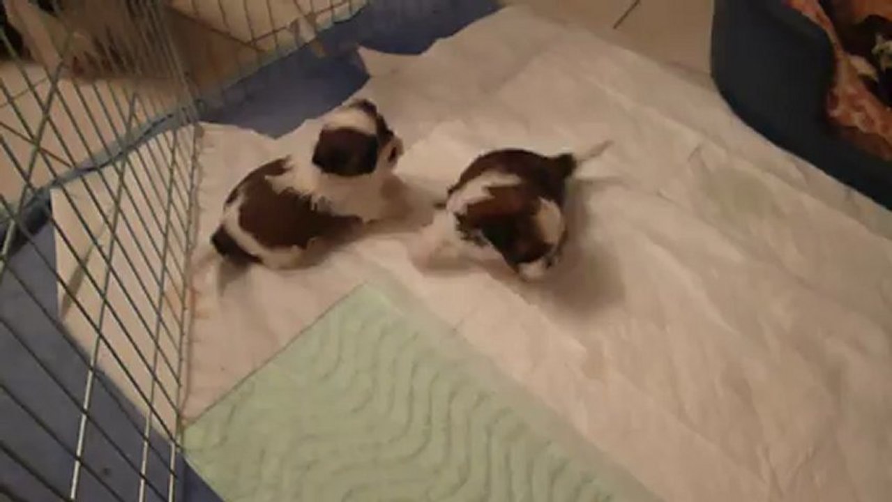 les bébés de Fostine