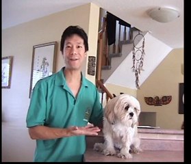 How To Save Money On Dog Grooming