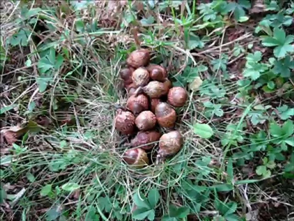 Wild Foraging Series The Acorn