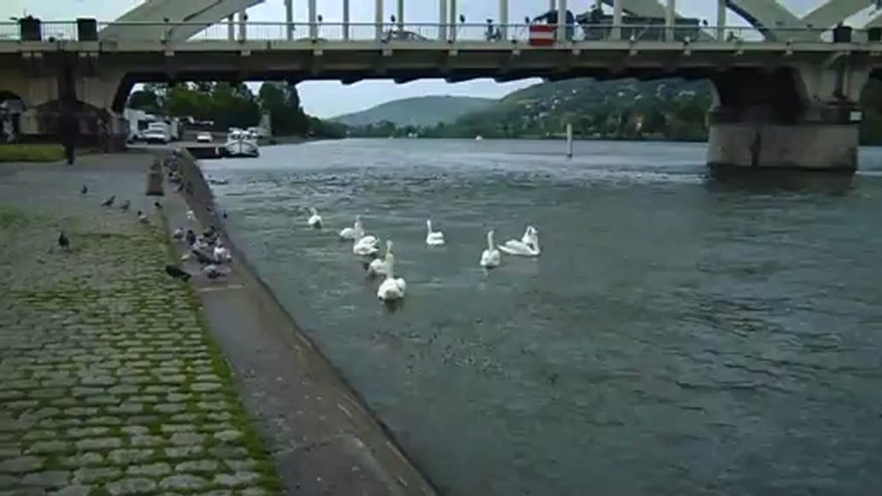 Les cygnes de neuville sur saône