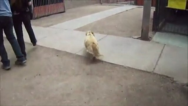 No compres uno de raza, adopta uno sin casa