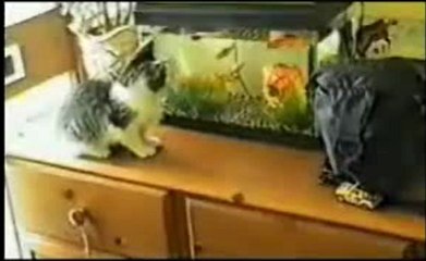 Cats funny moment
