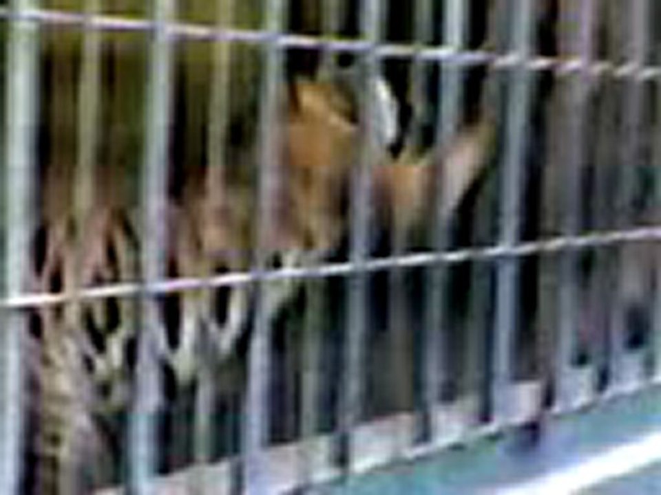 TARSUS HAYVANAT BAHÇESİ'NDE KAPLANLAR KAVGA EDİYOR