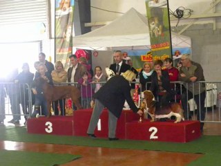 EXPOSITION CANINE CASTRES 17/11/2012