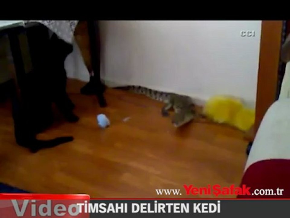Kediden timsah tacizi