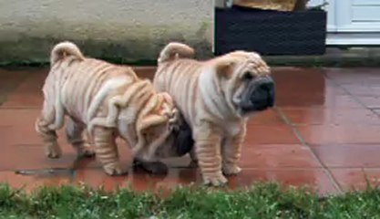 HAINAN & HONSHU DES MING WAY