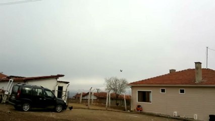 Dumanlıkirli dişi eke antremanı