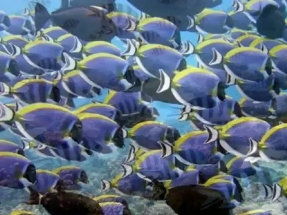 Sous l'eau