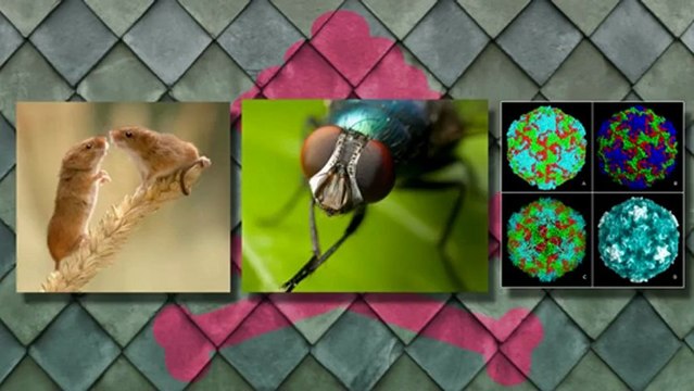 Μπραφ 6 - Mikeius on nature