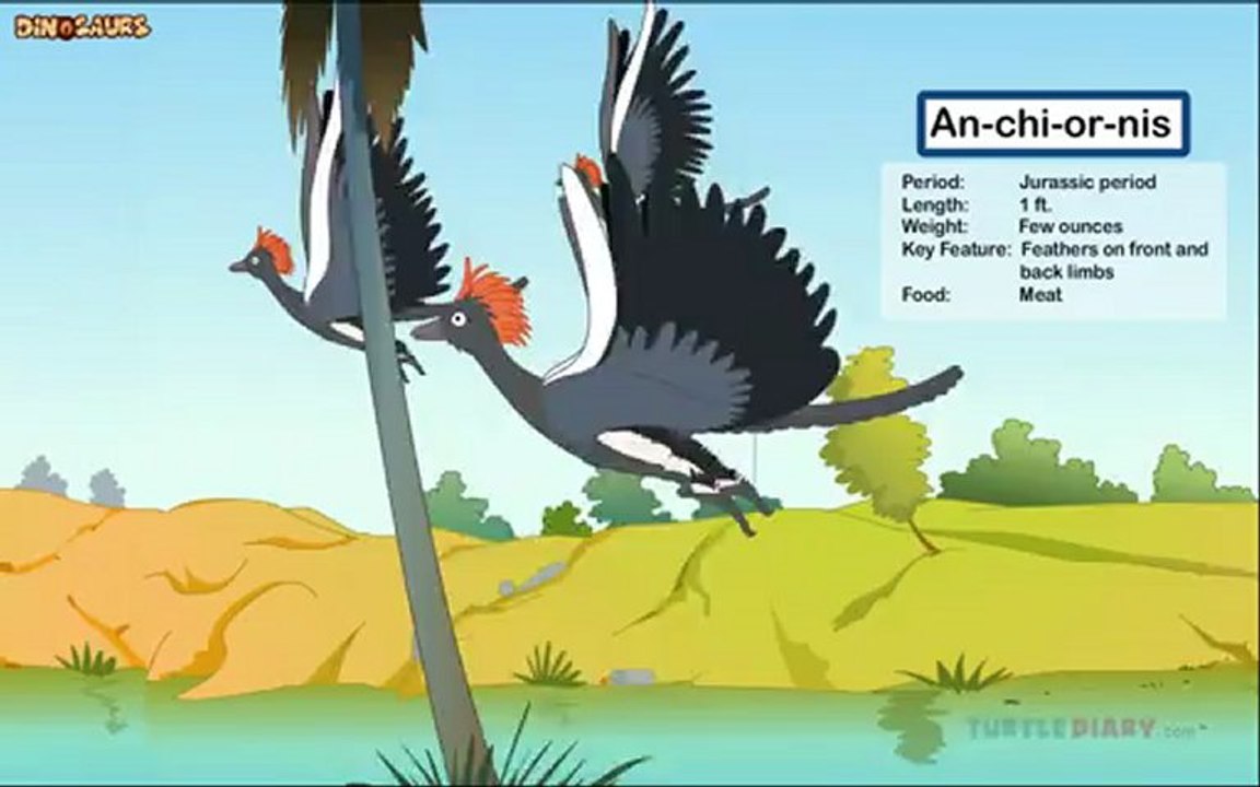 Anchiornis