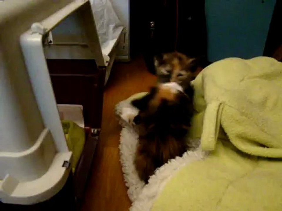 video croquette et lilith