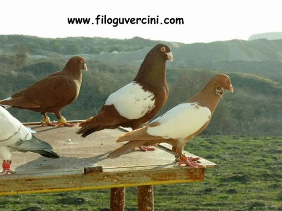 MACAR FİLO GÜVERCİNLERİ - www.guvercinurfa.com www.guvercinrehberi.com
