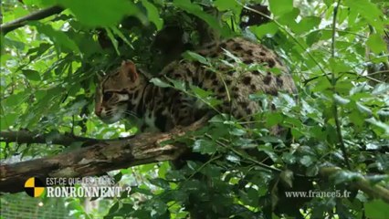 EM42 Est ce que tous les félins ronronnent ?