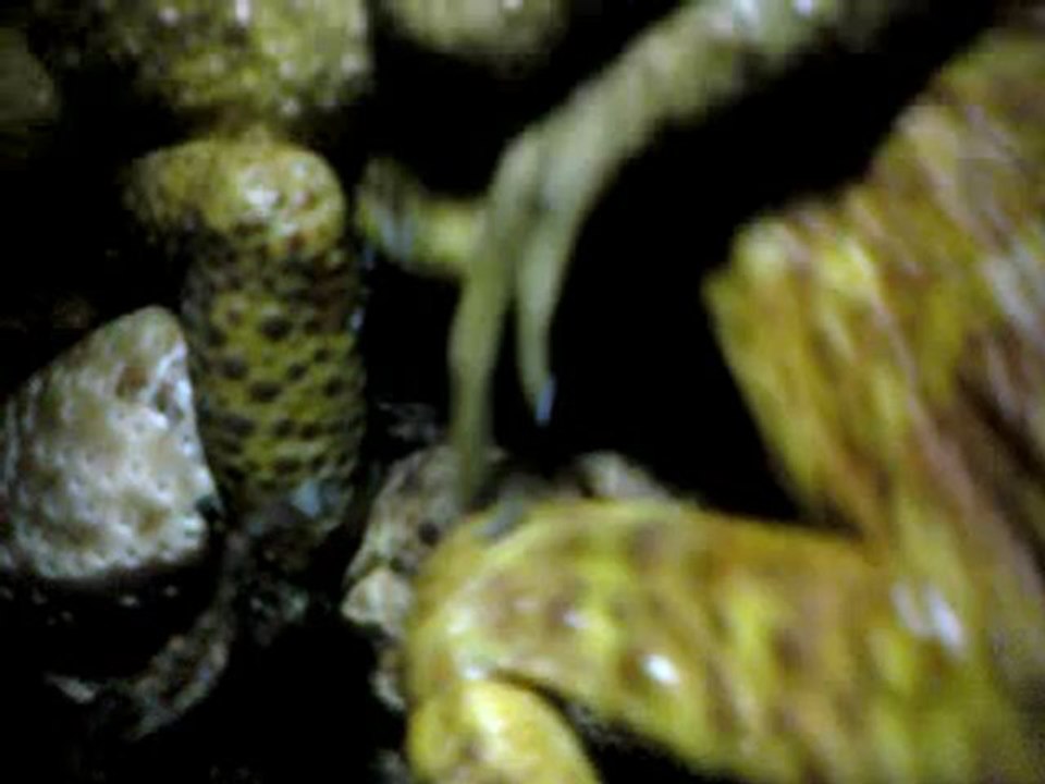 SEX AMONG THE FROGS - BY: VALDEMIR MOTA DE MENEZES