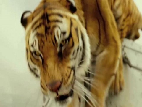 Watch Life of Pi Full Movie Online in HD 2012 Complete Long Part 1/13