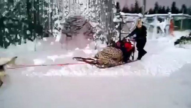 Depart traineau husky