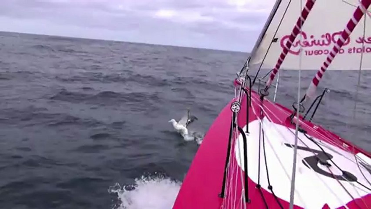 Tanguy rencontre un albatros en pleine mer - Vendée Globe 2012
