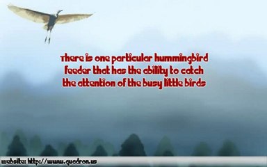 How To Attract Hummingbirds