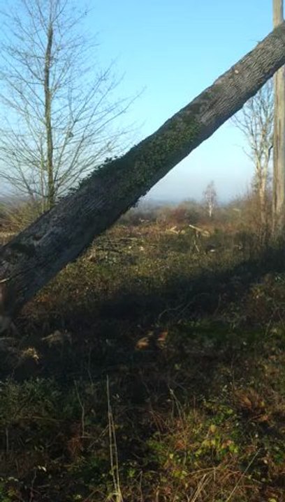 Scierie BOURDIER - Exploitation forestière - Abattage d'un chêne - Forêt de Tronçais