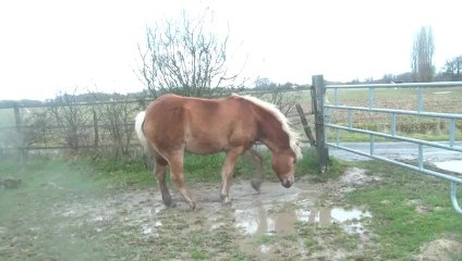 17.12.2012.r.intregration.gringo