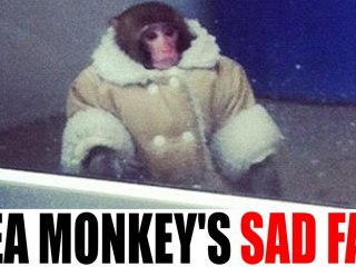 Ikea Monkey Sent to Monkey Jail for Being too Awesome for Canada
