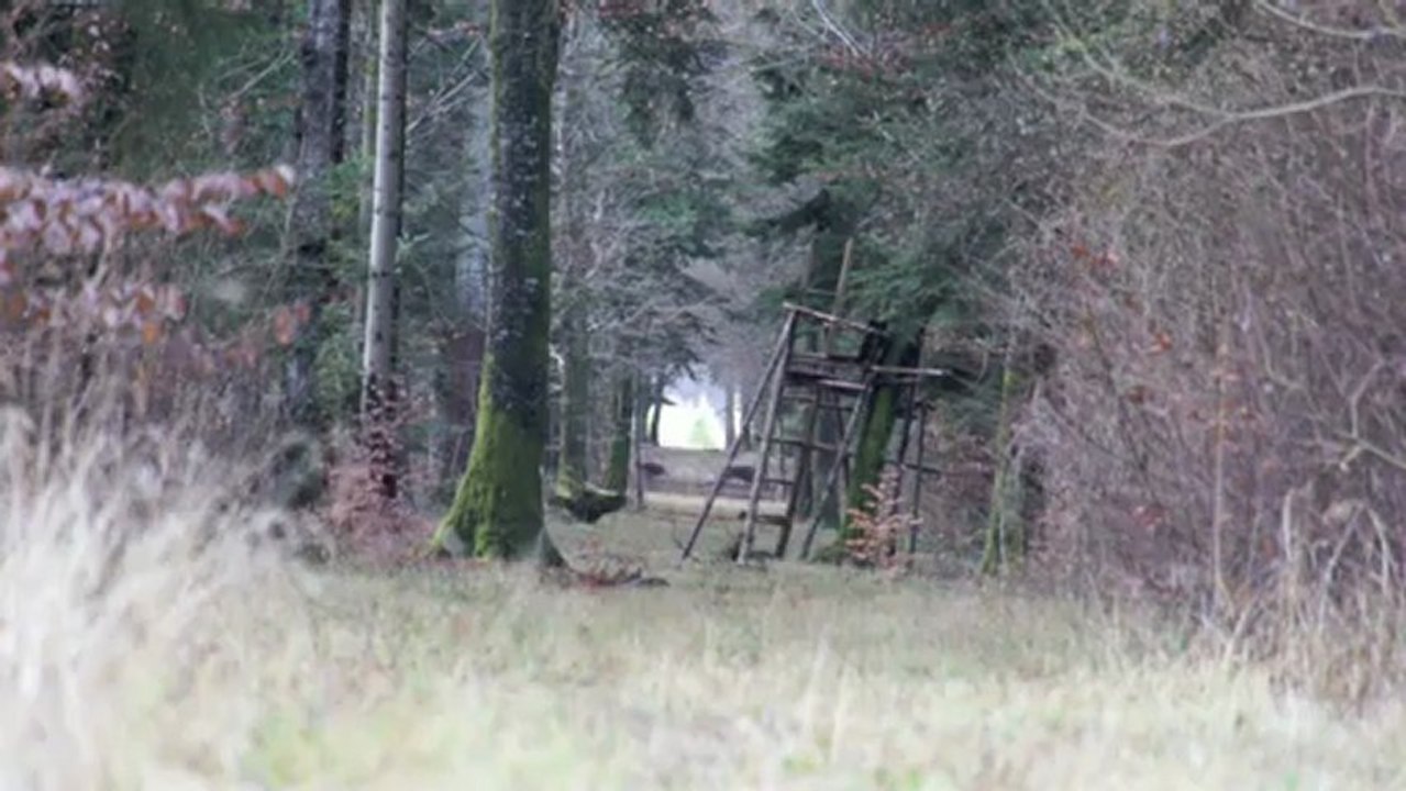 Sangliers à la queue leu leu...