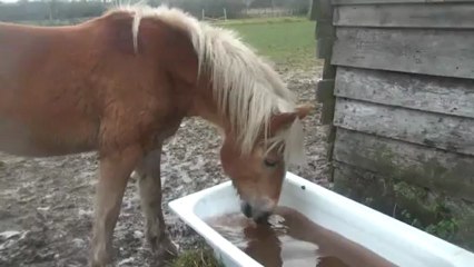 17.12.2012.z.intregration.gringo