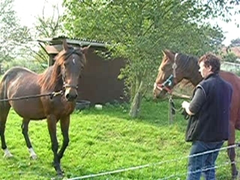 mes 2 chevaux