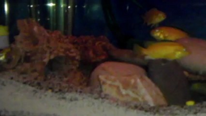 VIDEO0093