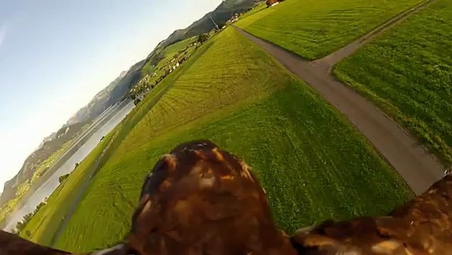 Caméra sur un Aigle RC