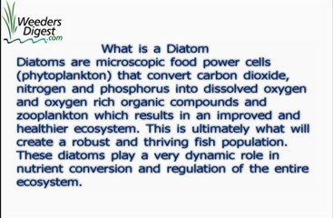 Discover the Role of Diatoms in Pond Ecosystems 🌿