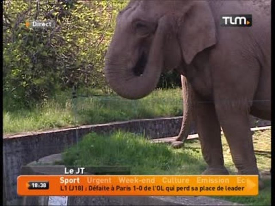 Lyon: les éléphants du parc euthanasiés?