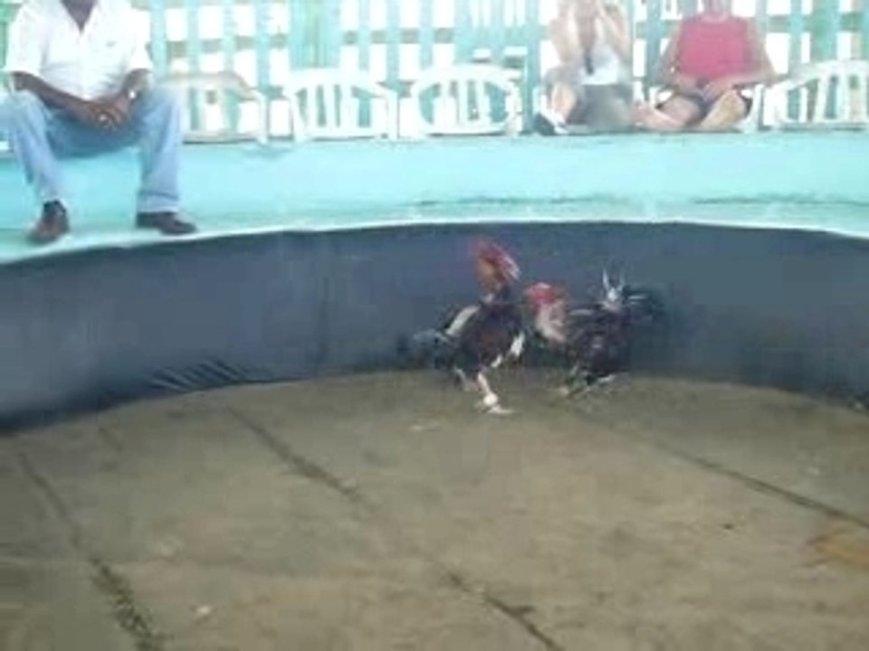 combat de coq rep dom punta cana