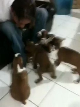 Chiots boxers de la Colline aux Crocs d'Or