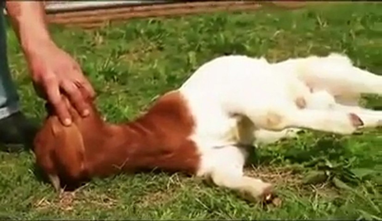 Ideal Pakistan.. Miracles   Power of Islam - Submission to Allah proven by Animals