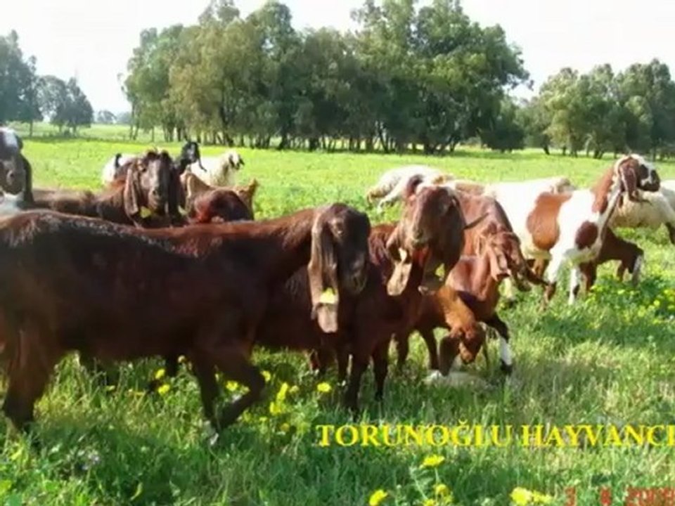 Halep kecisi özellikleri,halep kecisi özellikleri