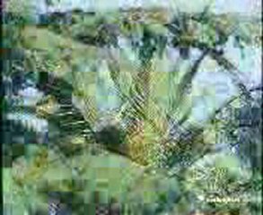 DoGuPaNeL Ezan_Misir