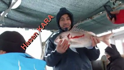 hasan şenol MORDOĞAN ANTENLİ MERCAN