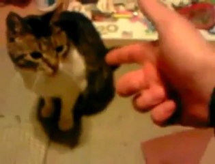 كيف تقتل قط مضحك  www.video.fr.mu