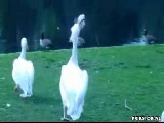 Pelican eats a pigeon