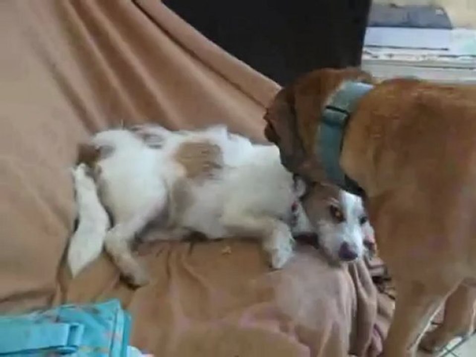 charles et doggy