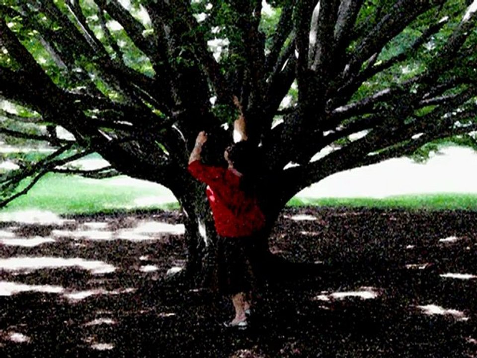 The Prayer Tree