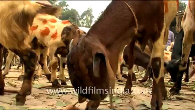 1019.Goats for Sale, Sonepur Mela.mov